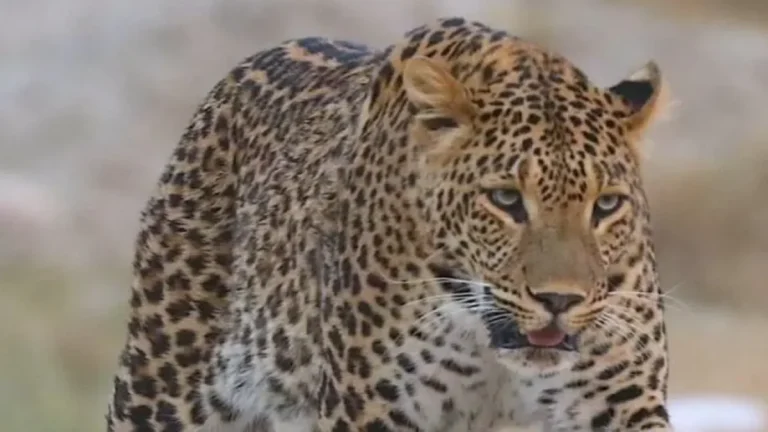 पौड़ी में फिर बरपा गुलदार का आतंक, खेतों में घास काट रही बुजुर्ग महिला पर हमला, ग्रामीणों में दहशत और आक्रोश