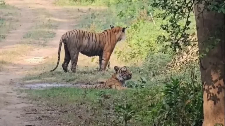 पौड़ी में बाघ के आतंक का अंत? आदमखोर टाइगर को मारने के लिए शूटर तैनात