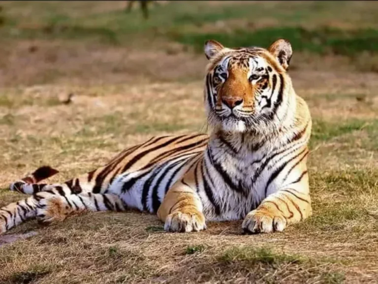 बाघ गणना 2025: कॉर्बेट टाइगर रिजर्व में तीन चरणों में होगा टाइगर सेंसस, जानिए कैसे होती है बाघों की पहचान