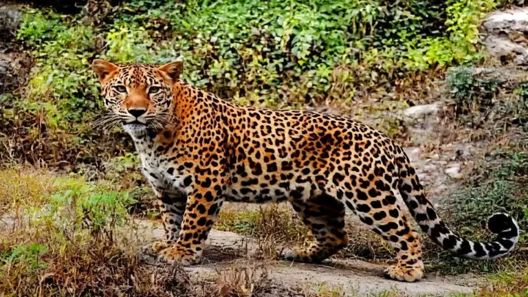 पिथौरागढ़ में गुलदार का आतंक, आंगन में खेल रहे 10 वर्षीय बच्चे पर हमला, ग्रामीणों की सतर्कता से बची जान