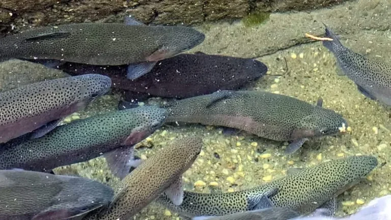 दुबई पहुंचेगी उत्तराखंड की ट्राउट फिश, सर्टिफिकेशन प्रक्रिया में जुटा मत्स्य विभाग