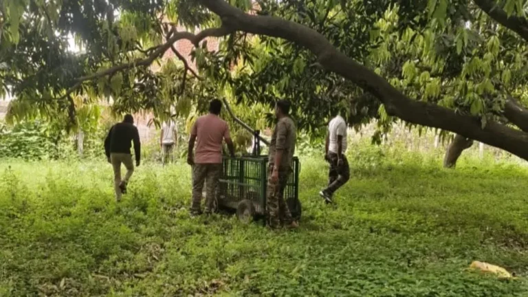 🐆 हरिद्वार में गुलदार की दहशत: दो दिन में 3 पर हमला, गुस्साए ग्रामीणों के हंगामे के बाद लगाए गए पिंजरे