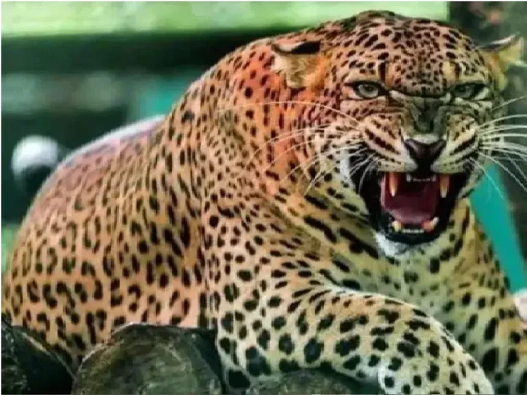 पौड़ी में गुलदार का आतंक: घास लेने गई महिला को बनाया निवाला, इलाके में दहशत