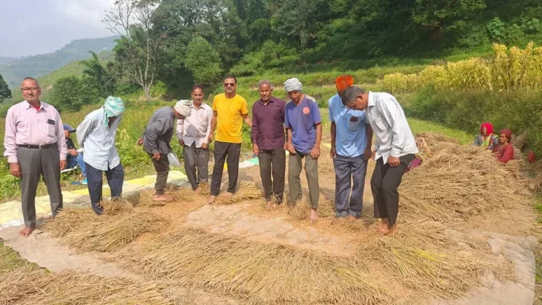 टिहरी में पूर्व मंत्री दिनेश धनै ने ग्रामीणों के साथ की धान की मढ़ाई; पलायन रोकने का दिया संदेश